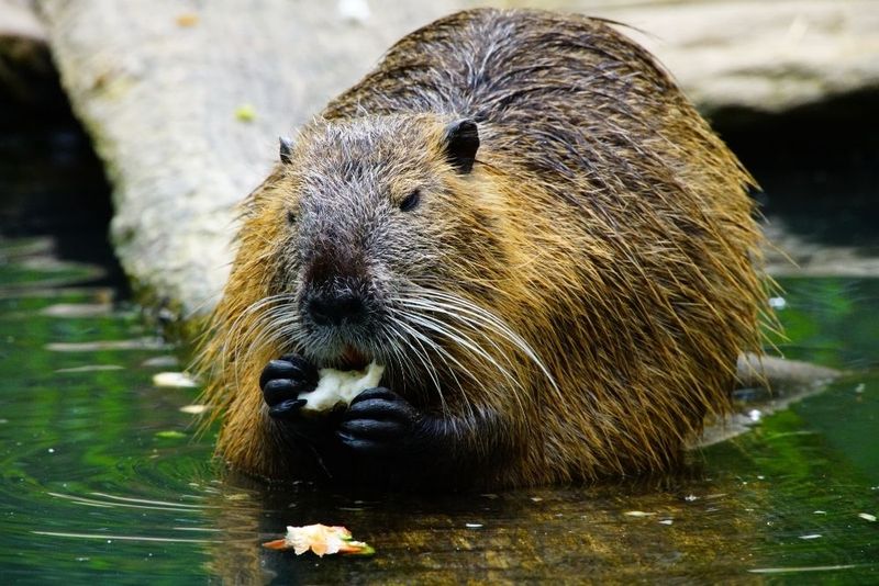 Beaver: The Resourceful Builder