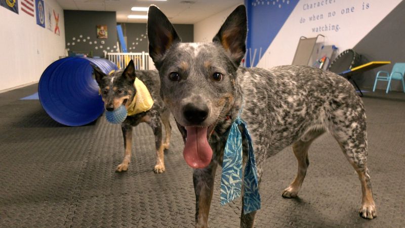 Pet Events And Festivals