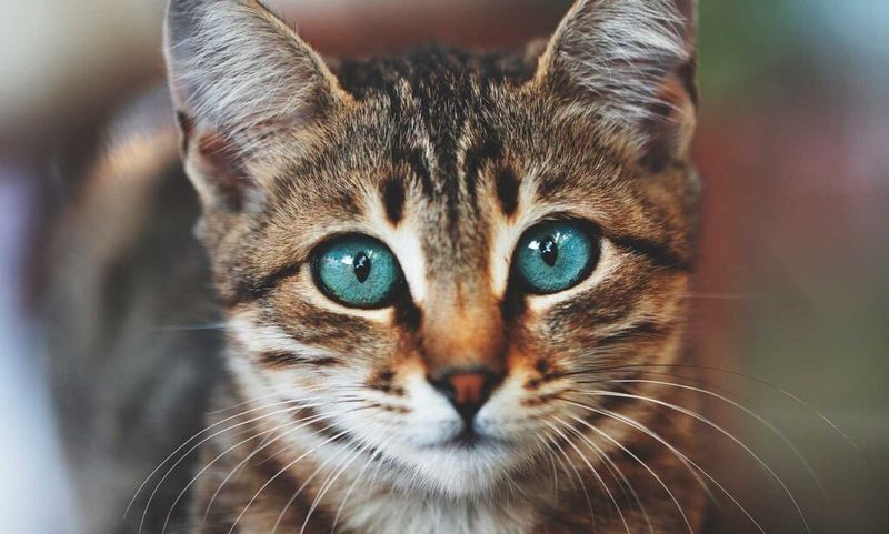 Bright, Clear Eyes
