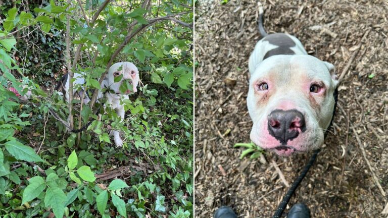 Heartbreaking Rescue As Louisville Pup Is Tied In Bush With Barely Any Space