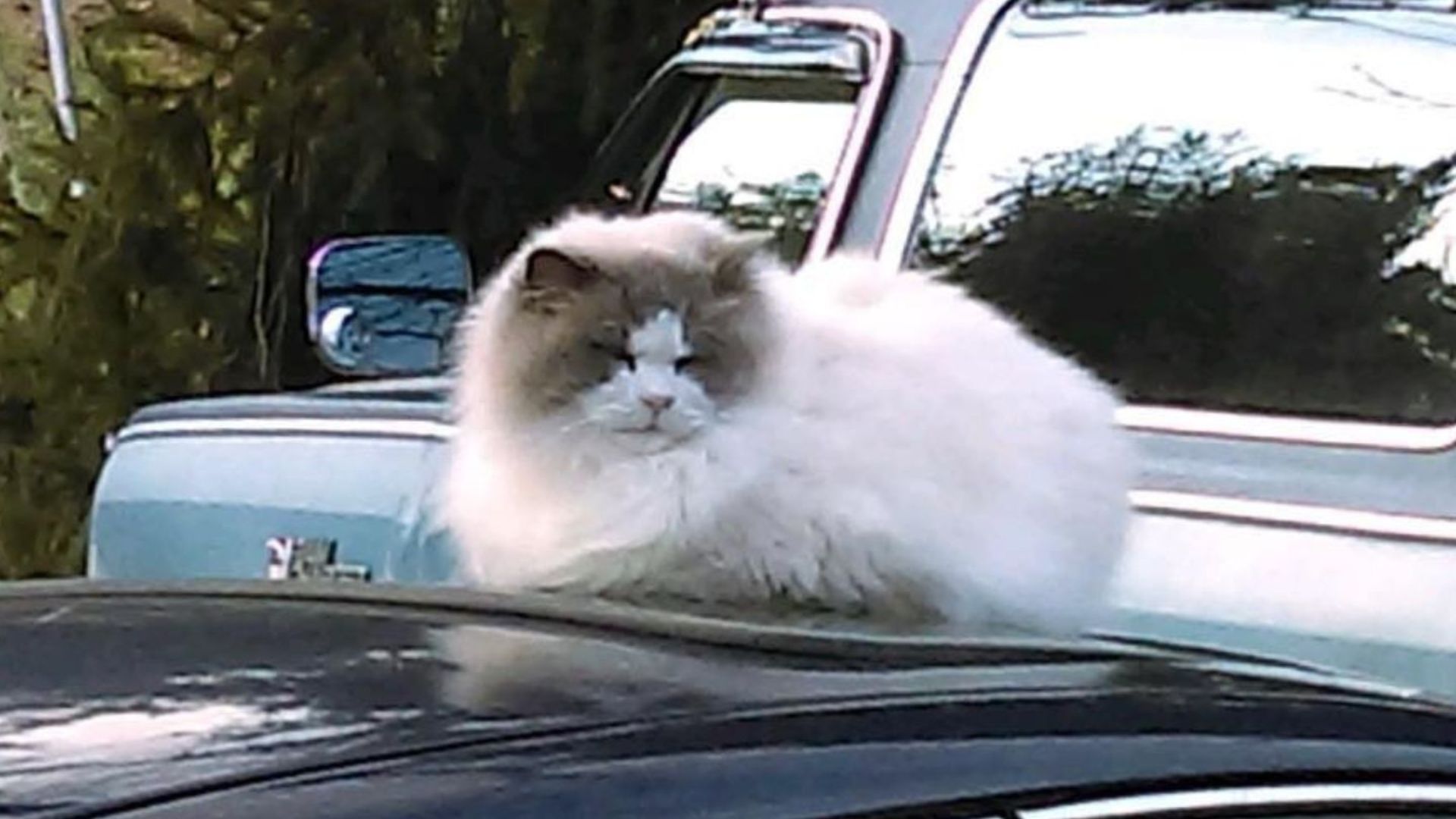 heartbroken cat