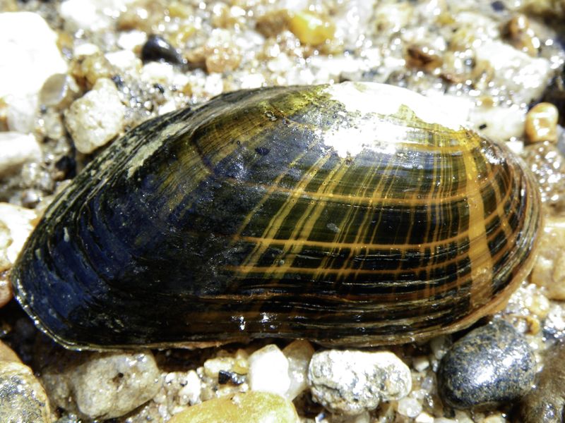 Appalachian Elktoe Mussel