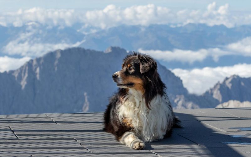 Spirit Dogs Who Never Leave