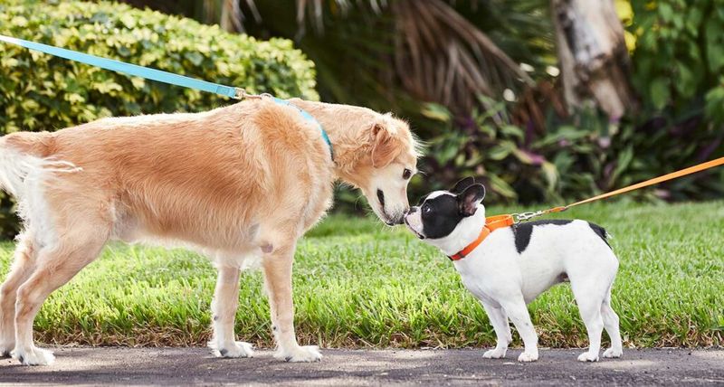Socialize Them With Other Dogs