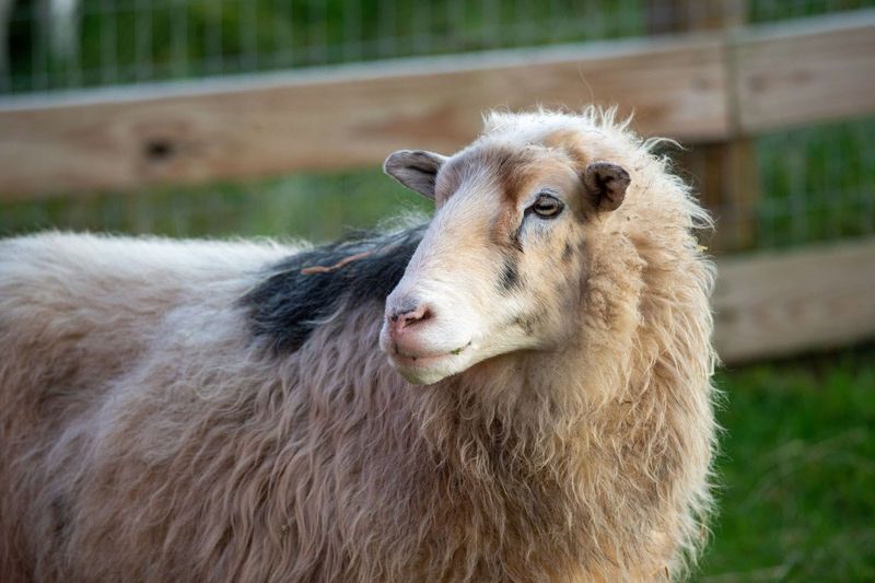 Adriano The Sheep Survived Starvation