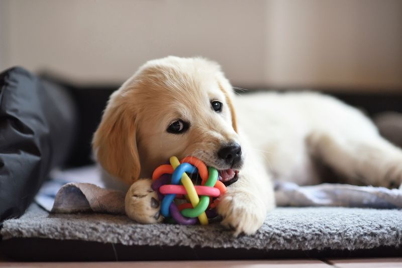 Indoor Fetch With Soft Toys