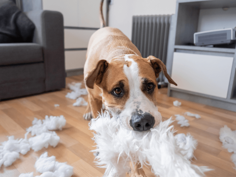 Destructive Behavior (Chewing, Digging)