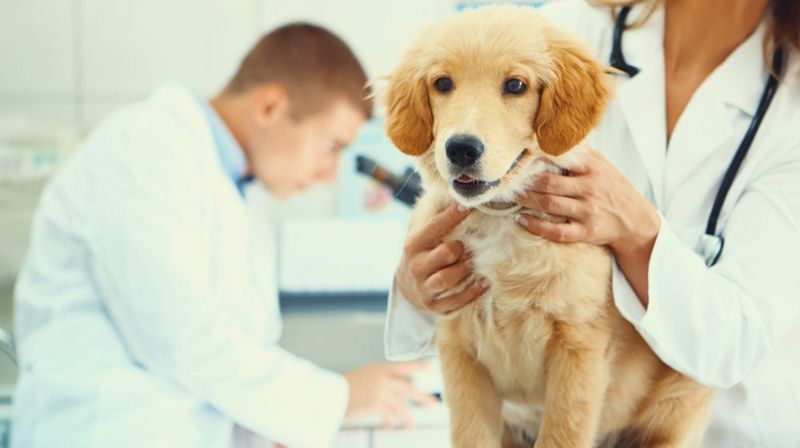 Strong Veterinary Infrastructure