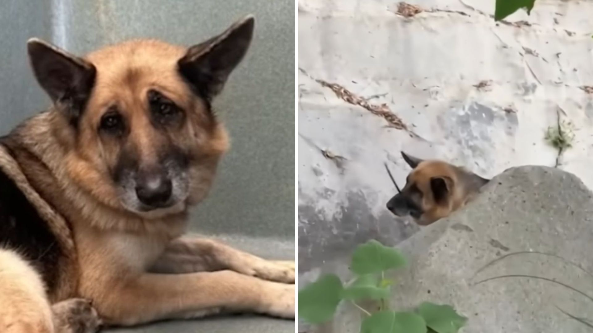 Hikers Discover Dog In Malibu Creek Canyon And Are Shocked By What They Se