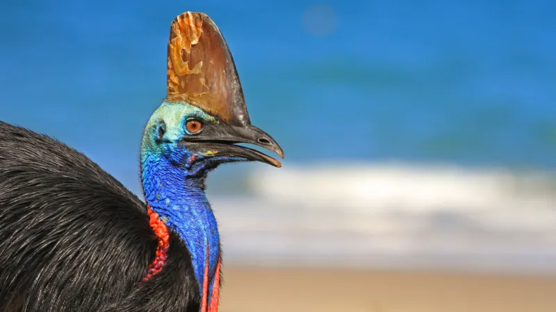 Cassowaries