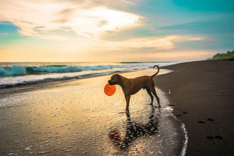 Jupiter Beach (Palm Beach County)