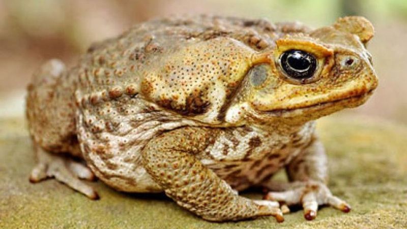 Cane Toad