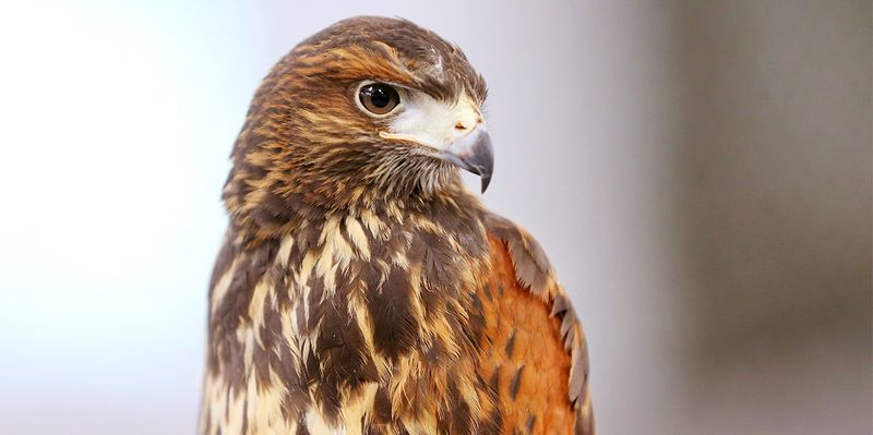 Hawk: The Messenger Of Vision