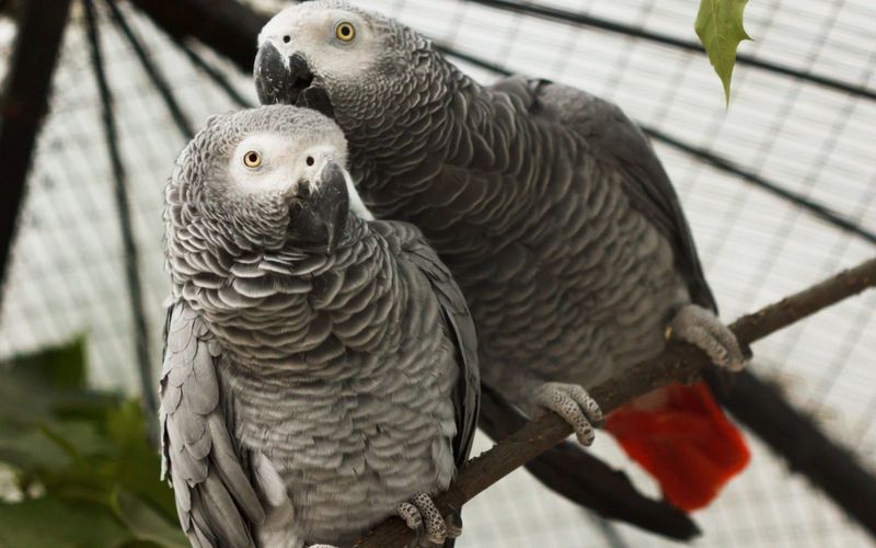 Parrots