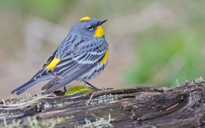 Yellow-rumped Warbler (Setophaga coronata)