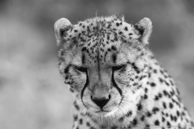 Emotional Depth Of Big Cats
