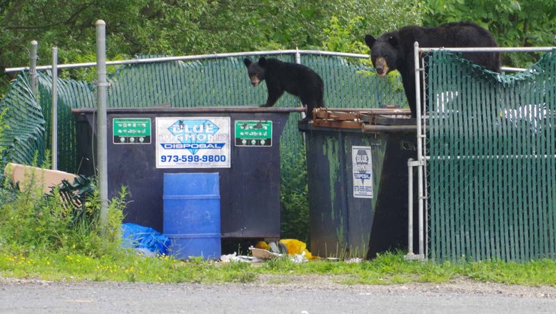 What Happens When Black Bears Enter Neighborhoods?