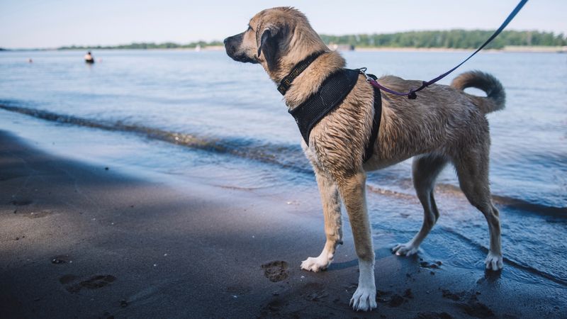 What Dog Owners In Oregon Are Doing To Beat The Heat