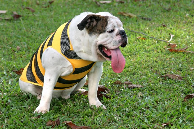 Why Hot Weather Can Be Dangerous For Dogs