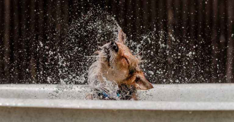How I Keep My Dog Cool In Oregon’s Hot Weather When It Gets Too Hot