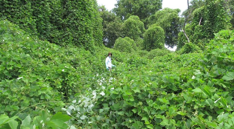 How Invasive Species Change The Land