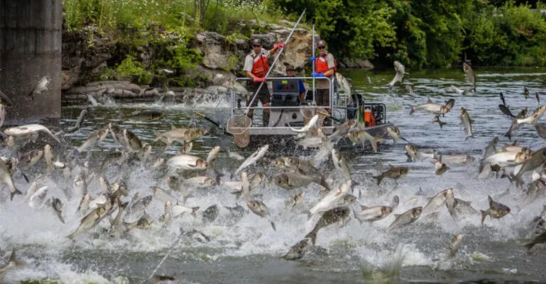 How Invasive Species Are Quietly Transforming America’s Ecosystems