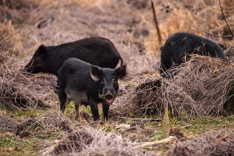 Hungry Hogs Destroying Southern Habitats