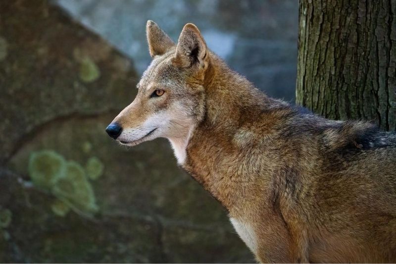 Why Aren't We Seeing The American Red Wolf Anymore?