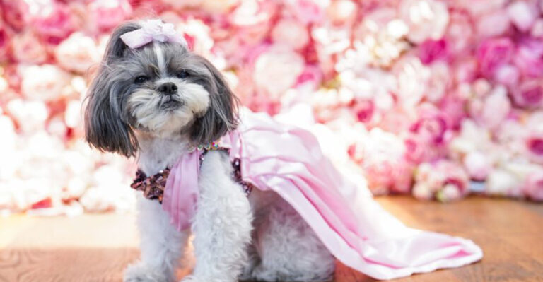How Miami Became America’s Capital Of Pet Fashion Shows