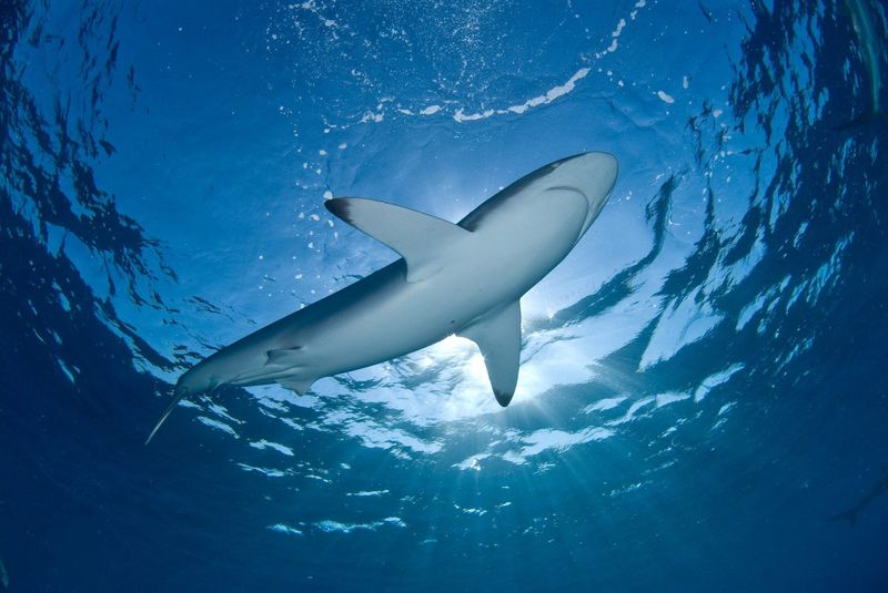 Sharks Are In Danger Too