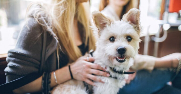 How San Francisco Pets Are Living More “Eco-Friendly” Than Humans