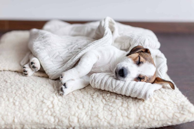 Eco-Friendly Pet Products