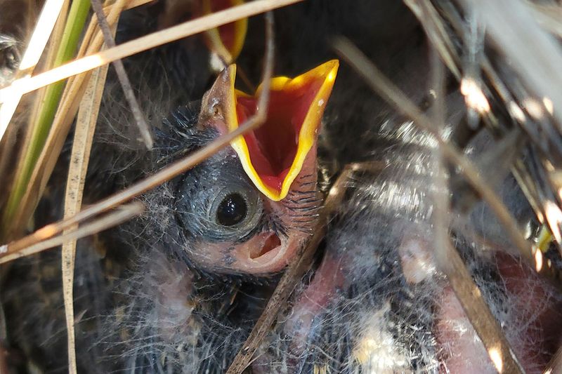 Captive Breeding And Release Programs