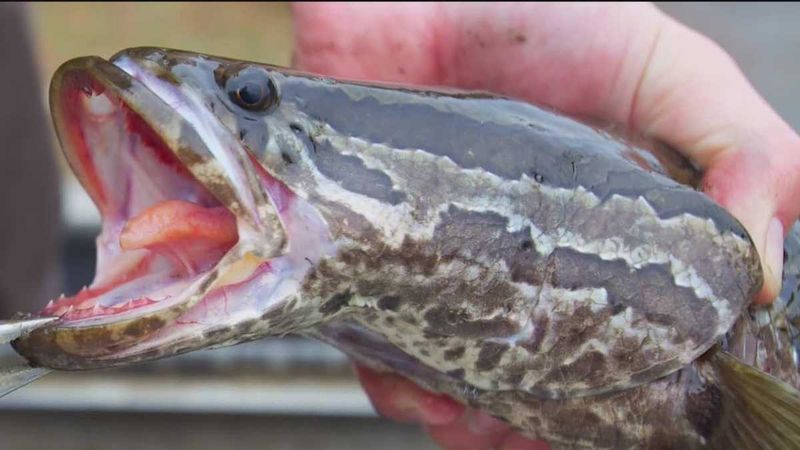 The Discovery Of The Northern Snakehead In The U.S.