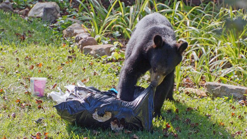 Bear-Proofing Your Yard