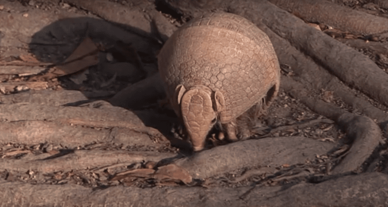 Preventing Armadillo Damage To Property