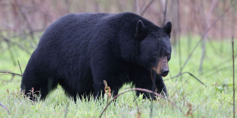 How To Handle An Encounter With A Black Bear