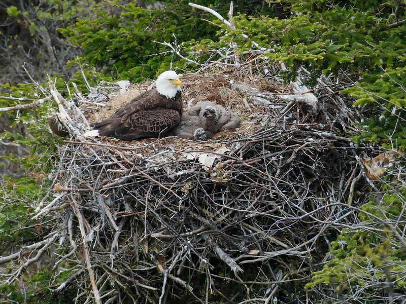 Bald Eagle Nesting Habits