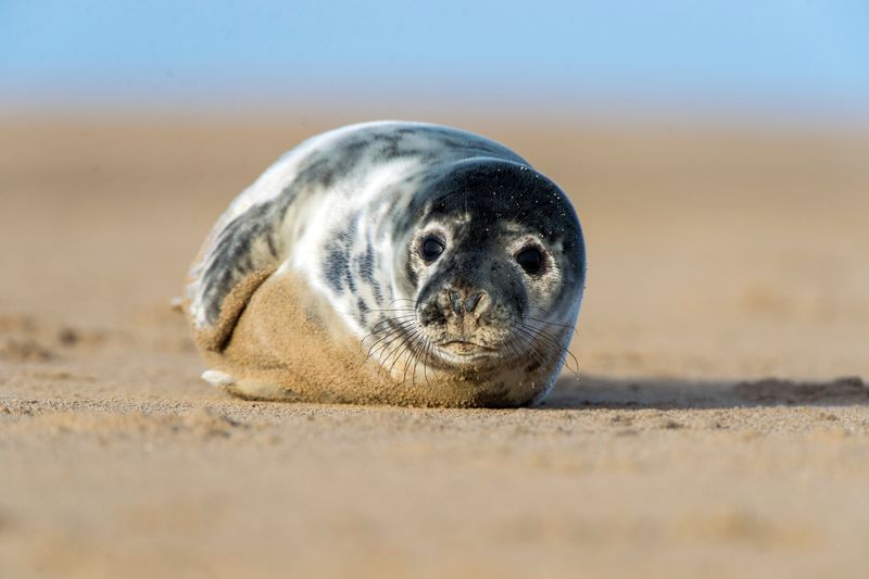 What Wildlife Officials Recommend When It Comes To Seal Pups