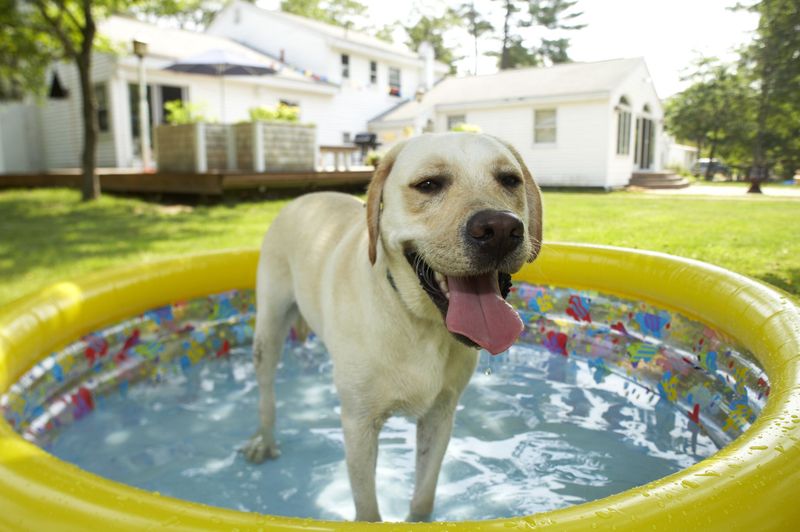 Kiddie Pools: A Simple Cooling Solution