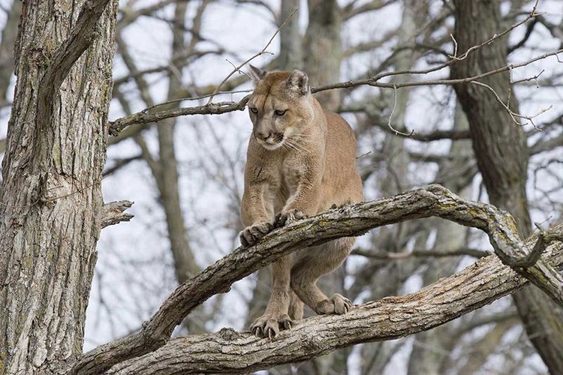 What We Know About Michigan's Mysterious Cougar