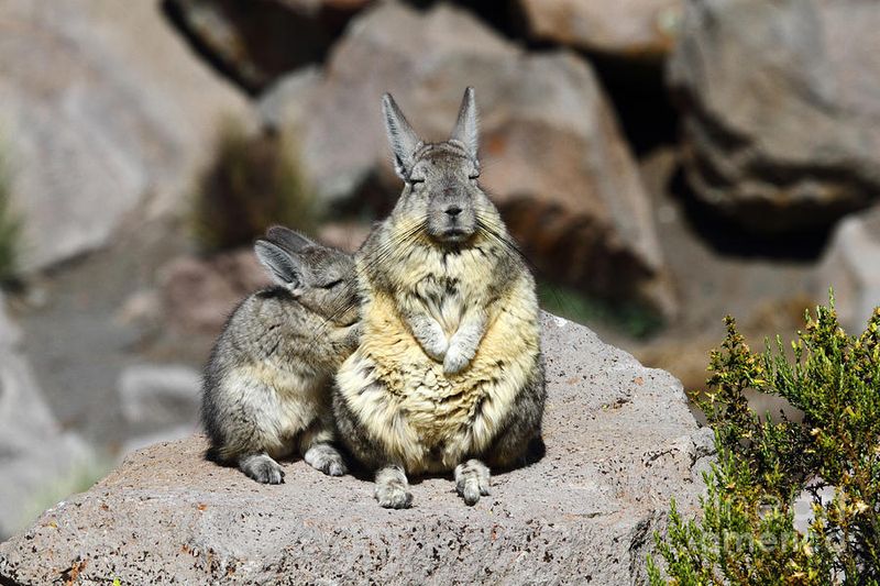 The Viscacha's Family Life