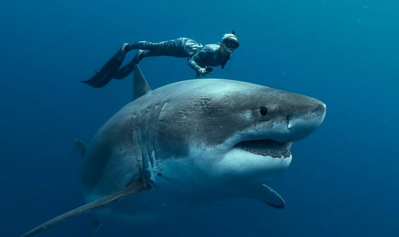 Shifting Perspectives On Sharks And Their Importance
