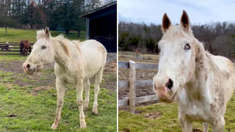 Hudson Valley Rescuers Help Blind Horse Embrace Life Once More