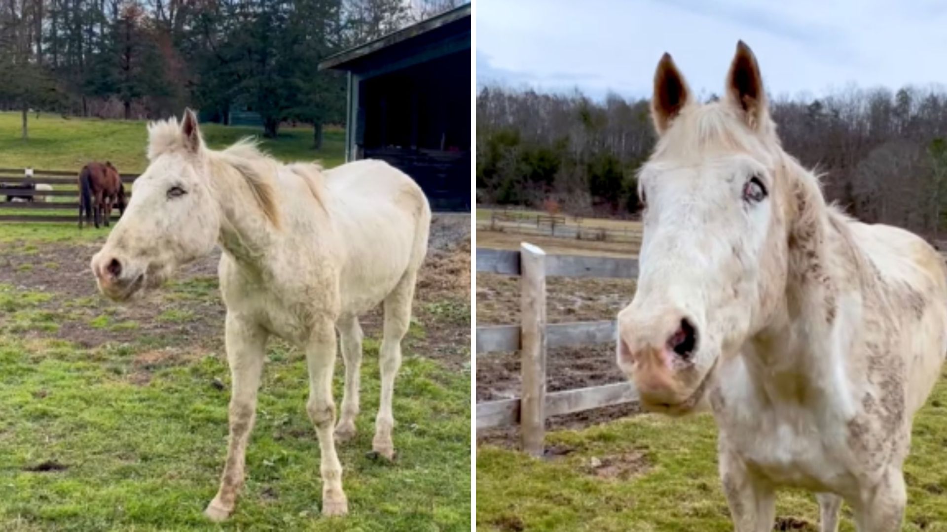 Hudson Valley Rescuers Help Blind Horse Embrace Life Once More