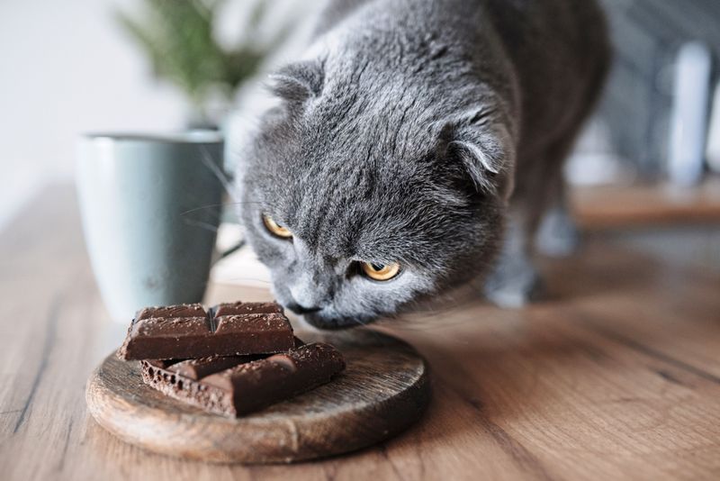 Chocolate And Caffeinated Foods