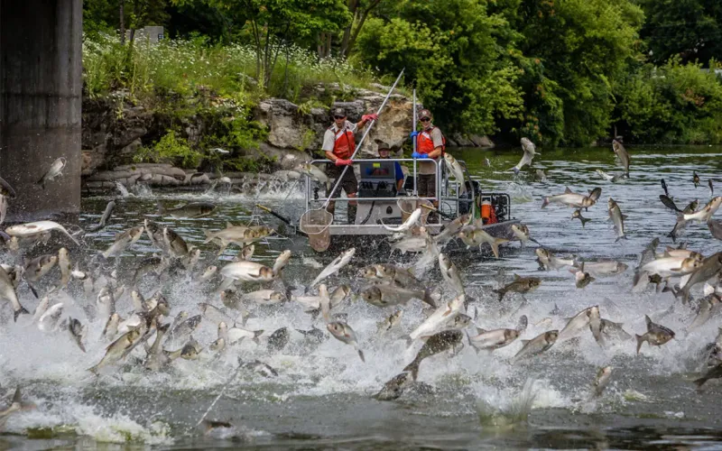 Asian Carp Taking Over Rivers