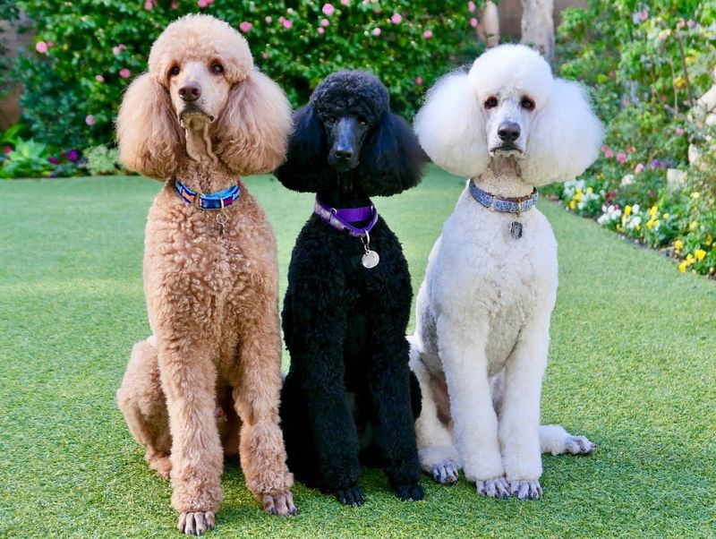 Three Size Varieties