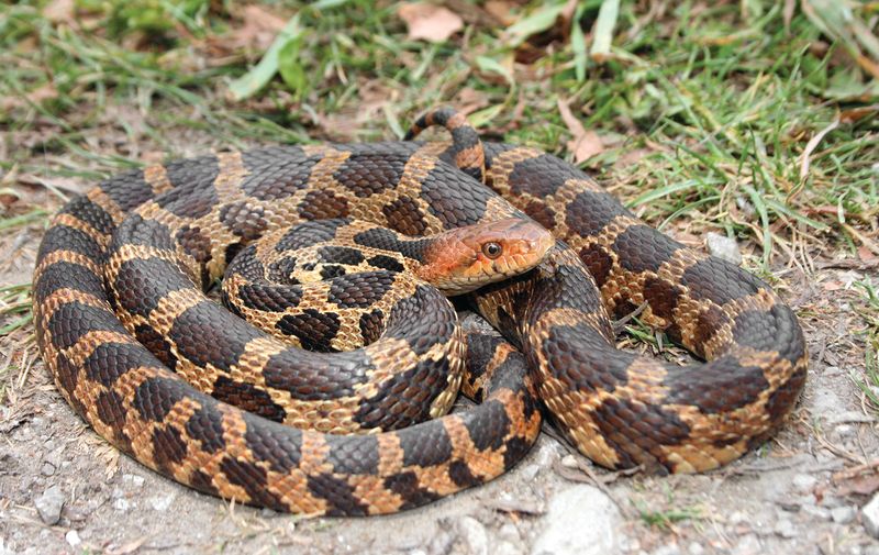 Illinois – Eastern Foxsnake