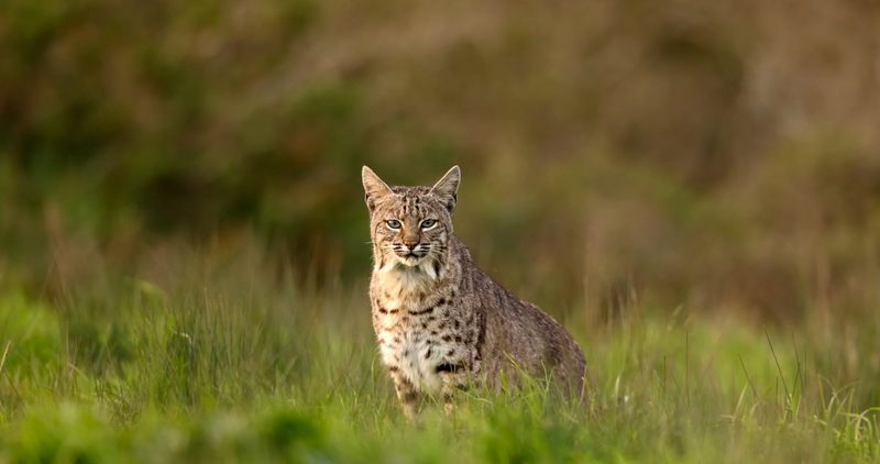Illinois – Bobcat